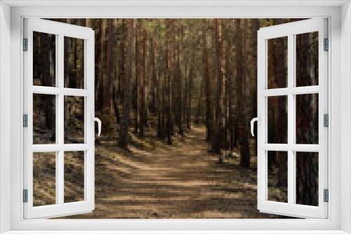 Fototapeta Naklejka Na Ścianę Okno 3D - A vertical shot of a forest path with sunlight seeping through the trees