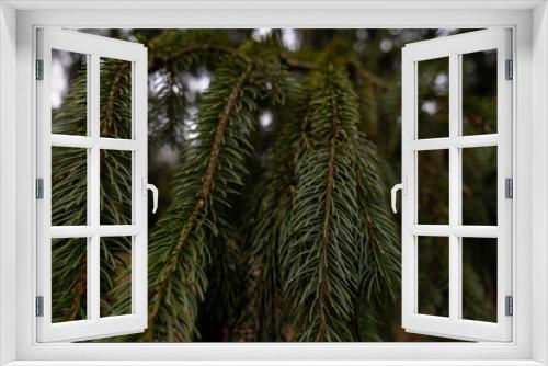 Fototapeta Naklejka Na Ścianę Okno 3D - Dark green pine needles close up