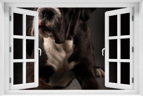 Fototapeta Naklejka Na Ścianę Okno 3D - boxer dog 