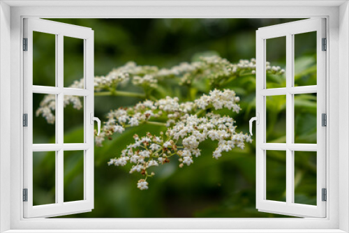 Fototapeta Naklejka Na Ścianę Okno 3D - Elderberry Flowers