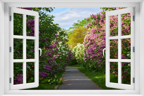 Fototapeta Naklejka Na Ścianę Okno 3D - Botanical garden in Kyiv at sunrise. Amazing morning landscape with blossoming lilac, green trees, Dnieper river, city view and rising sun in colorful cloudy sky, Ukraine