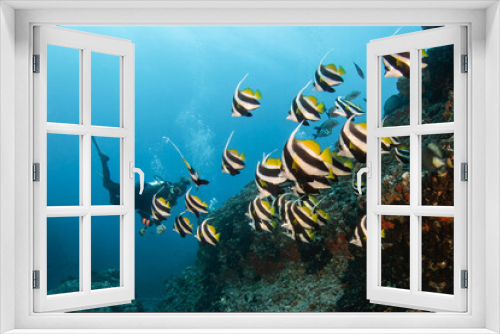 Fototapeta Naklejka Na Ścianę Okno 3D - Scuba diver on the reef