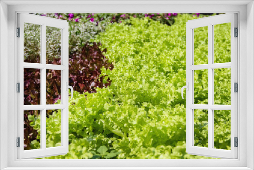 Fototapeta Naklejka Na Ścianę Okno 3D - Green red lettuce or lactuca sativa in organic vegetables farm outdoor background
