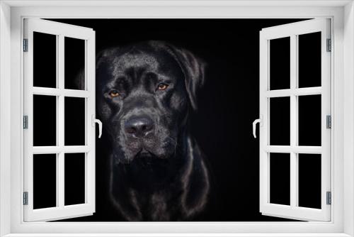 Fototapeta Naklejka Na Ścianę Okno 3D - dog dogs 