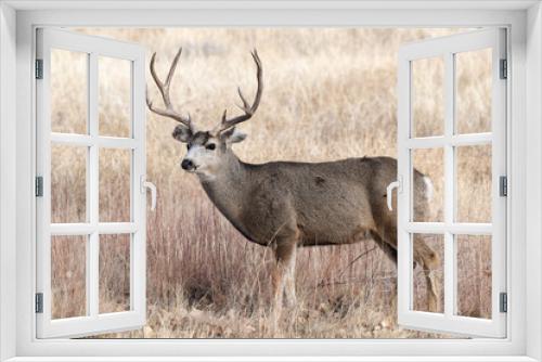 Fototapeta Naklejka Na Ścianę Okno 3D - Mule Deer Buck in Tall Grass. Colorado Wildlife. Wild Deer on the High Plains of Colorado