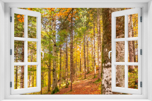 Fototapeta Naklejka Na Ścianę Okno 3D - Autumn Mixed Forest, Bavarian Alps, Hohenschwangau, Füssen, Ostallgäu, Bavaria, Germany, Europe