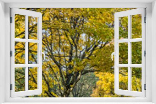 Fototapeta Naklejka Na Ścianę Okno 3D - Seatac Yellow Autumn Trees 12