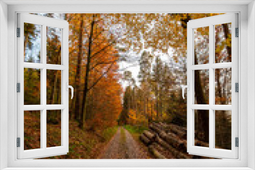 Fototapeta Naklejka Na Ścianę Okno 3D - A path in autumn yellow, orange and red forest in Black Forest in Germany