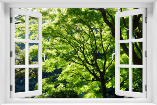 Fototapeta Naklejka Na Ścianę Okno 3D - 陽光に煌めく初々しい森の緑の葉