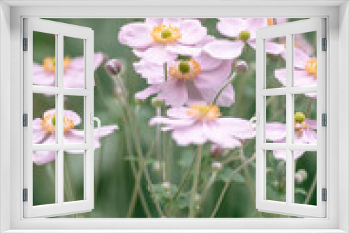Fototapeta Naklejka Na Ścianę Okno 3D - Anemone, known as the Chinese anemone or Japanese anemone. Floral background with small pink flowers.