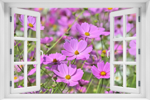 Fototapeta Naklejka Na Ścianę Okno 3D - コスモスの花（Cosmos flower）