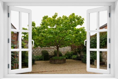 Fototapeta Naklejka Na Ścianę Okno 3D - Indian Bean Tree in late summer