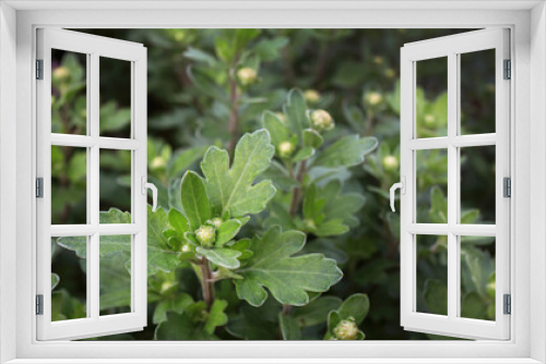 Fototapeta Naklejka Na Ścianę Okno 3D - Garden flower buds