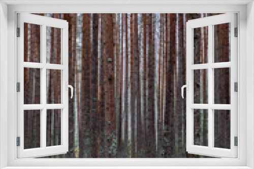 Fototapeta Naklejka Na Ścianę Okno 3D - pine tree forest
