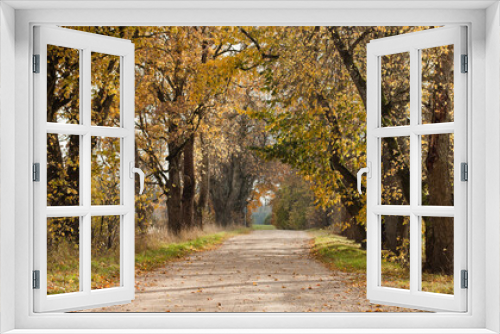 Fototapeta Naklejka Na Ścianę Okno 3D - rural road in autumn,autumn landscape in the photo, an alley of trees with crumbling leaves
