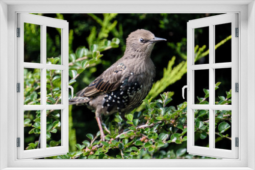 Fototapeta Naklejka Na Ścianę Okno 3D - Juvenile Starling In Bush