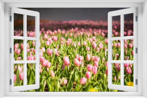 Fototapeta Naklejka Na Ścianę Okno 3D - Beautiful tulip field