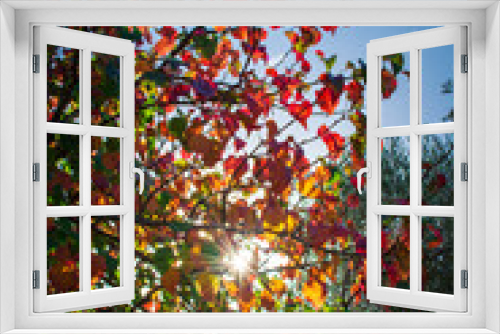 Fototapeta Naklejka Na Ścianę Okno 3D - Sunlight breaking through colourful autumn foliage against blue sky. Wallpaper abstract natural background