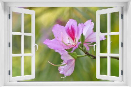 Fototapeta Naklejka Na Ścianę Okno 3D - Flower on branches