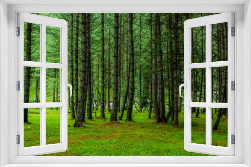 Fototapeta Naklejka Na Ścianę Okno 3D - Landscape of Cedar Trees in the forest