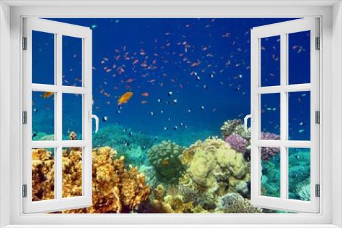 Fototapeta Naklejka Na Ścianę Okno 3D - Korallenriff