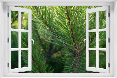 Fototapeta Naklejka Na Ścianę Okno 3D - Pine branches with young green needles. Natural background of pine plant for a poster, calendar, post, screensaver, wallpaper, postcard, banner, cover, website. High quality photo