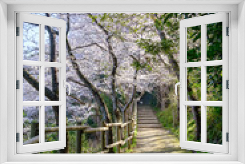 Fototapeta Naklejka Na Ścianę Okno 3D - 福井県敦賀市　金ヶ崎の桜