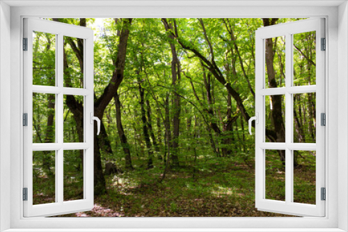 Fototapeta Naklejka Na Ścianę Okno 3D - Beautiful green spring forest.