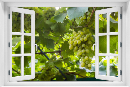Fototapeta Naklejka Na Ścianę Okno 3D - Juicy and tasty big bunches of ripe grapes on plantation bushes