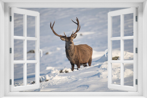 Fototapeta Naklejka Na Ścianę Okno 3D - Red Deer in the snow, Glen Muick, Scotland