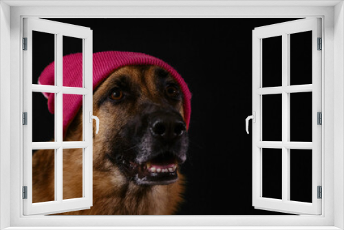 Fototapeta Naklejka Na Ścianę Okno 3D - Happy German Shepherd with pink knitted hat on head studio portrait close up on black background. Hipster dog. Concept of dog looks like person. Viva magenta color of 2023 year.