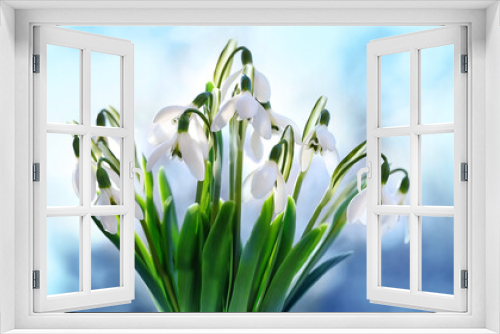 Fototapeta Naklejka Na Ścianę Okno 3D - white snowdrop flowers close up on abstract gentle natural background. Beautiful snowdrops, symbol of spring. early spring season concept