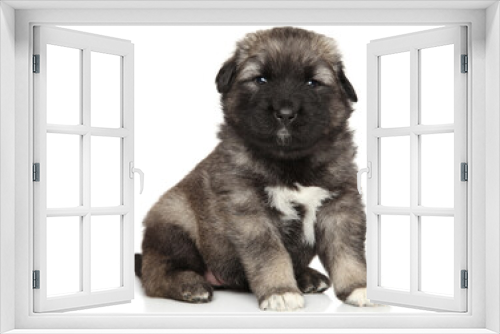 Fototapeta Naklejka Na Ścianę Okno 3D - Caucasian Shepherd puppy on a white background