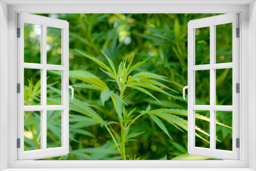 Fototapeta Naklejka Na Ścianę Okno 3D - Selective focus young soft peak of Marijuana with green leaves in garden, Cannabis is a psychoactive drug from the Cannabis plant used primarily for medical or recreational purposes, Nature background