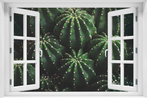 Fototapeta Naklejka Na Ścianę Okno 3D - Closeup of Echinopsis Cactus in Dark Tone Color as Natural Pattern Background