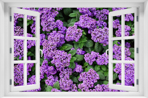 Fototapeta Naklejka Na Ścianę Okno 3D - Violet purple heliotrop flowers, closeup image of beautiful flowers in full bloom during the summer season