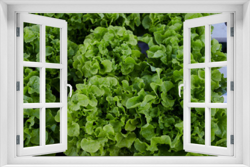 Fototapeta Naklejka Na Ścianę Okno 3D - Fresh organic green oak lettuce growing on a natural farm