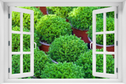 Fototapeta Naklejka Na Ścianę Okno 3D - Boxwood young evergreen, shape: ball