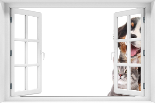 Fototapeta Naklejka Na Ścianę Okno 3D - Happy pets. Adorable Bernese Mountain Dog puppy and gray tabby cat on white background. Banner design