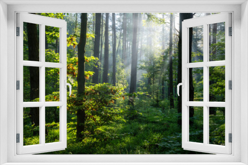 Fototapeta Naklejka Na Ścianę Okno 3D - Beautiful sunny morning in green forest