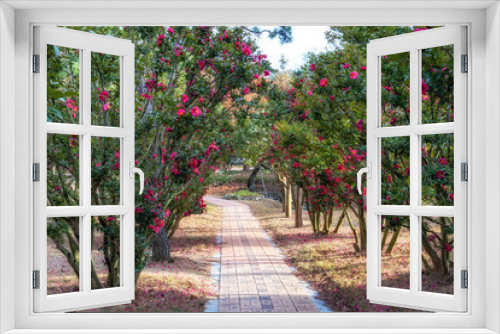Fototapeta Naklejka Na Ścianę Okno 3D - Cheonsaseom Bonsai Park Camellia flowers
