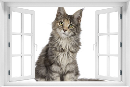 Fototapeta Naklejka Na Ścianę Okno 3D - Cute blue tortie Maine Coon cat kitten, sitting up front. Looking towards camera. Isolated on a transparent background.
