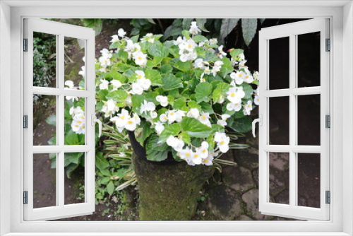 Fototapeta Naklejka Na Ścianę Okno 3D - Blooming white flower Wax begonia green leaves at the pot.