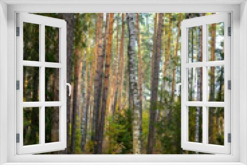 Fototapeta Naklejka Na Ścianę Okno 3D - Polskie lasy