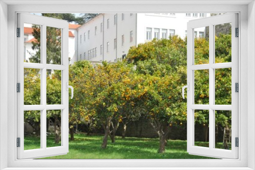 Fototapeta Naklejka Na Ścianę Okno 3D - Orange orchard in Porto