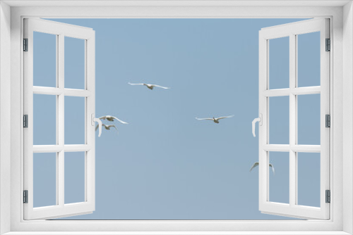 Fototapeta Naklejka Na Ścianę Okno 3D - A group of mute swan flying