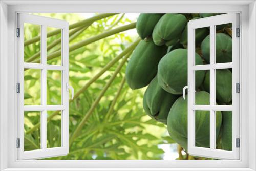 Fototapeta Naklejka Na Ścianę Okno 3D - Unripe papaya fruits growing on tree outdoors, closeup. Space for text