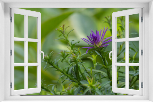 Fototapeta Naklejka Na Ścianę Okno 3D - Knapweed Wild Flower, (Latin Name Centaureanigra)