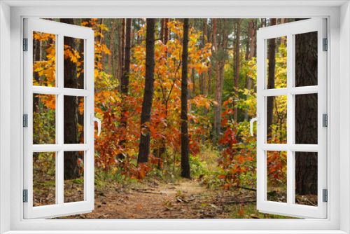 Fototapeta Naklejka Na Ścianę Okno 3D - Trail and beautiful trees in forest. Autumn season
