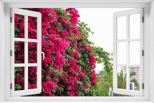 Fototapeta Naklejka Na Ścianę Okno 3D - View of beautiful pink flowers on sunny day